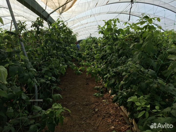 Саженцы малины