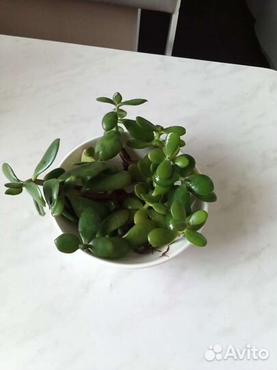 Толстянка, денежное дерево