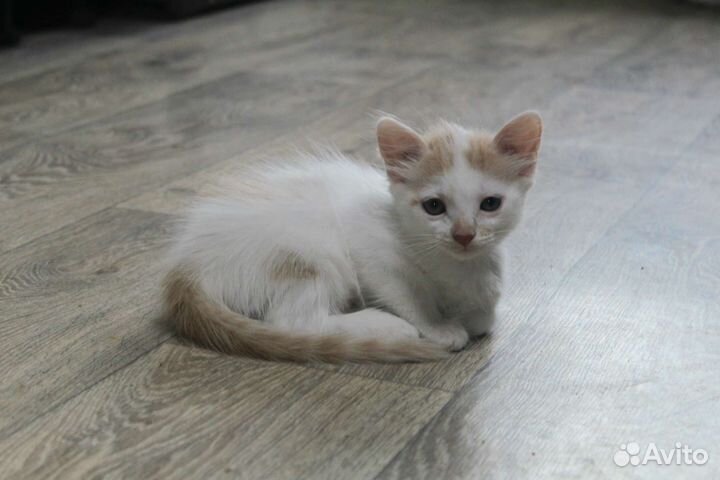 Котята мальчик и девочка