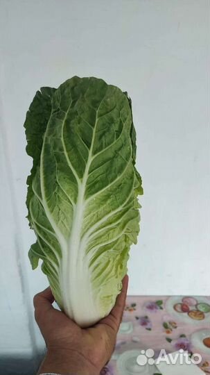 Пекинская капуста