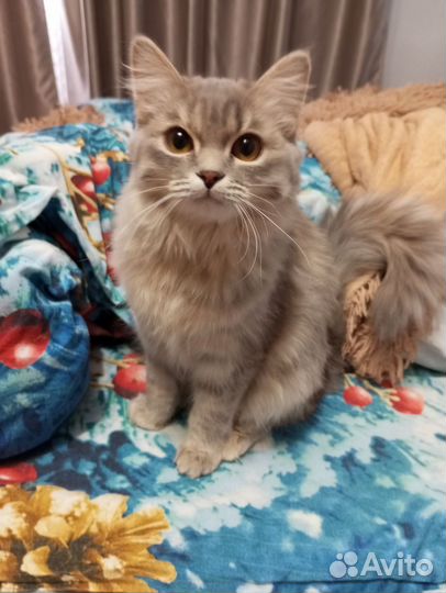 Кошечка подросток