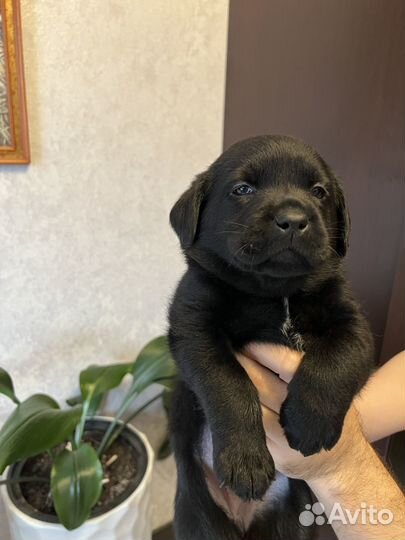 Щенки лабрадора