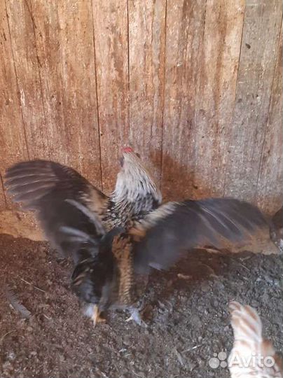 Молодые петушки от домашних кур
