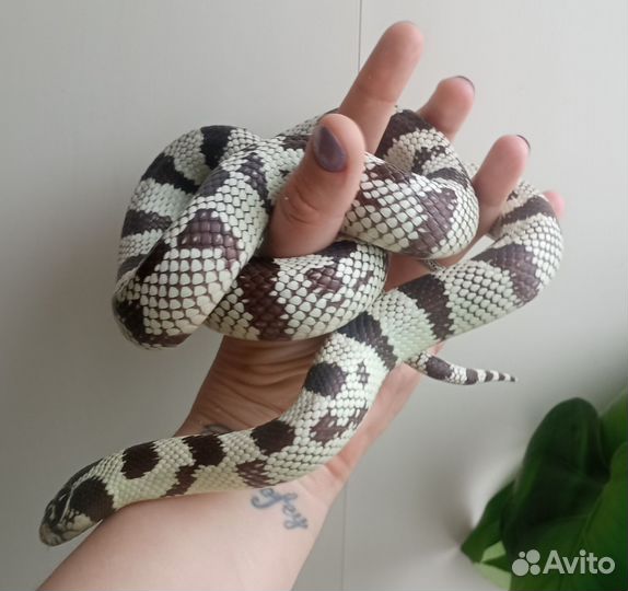 Калифорнийская королевская змея самка)