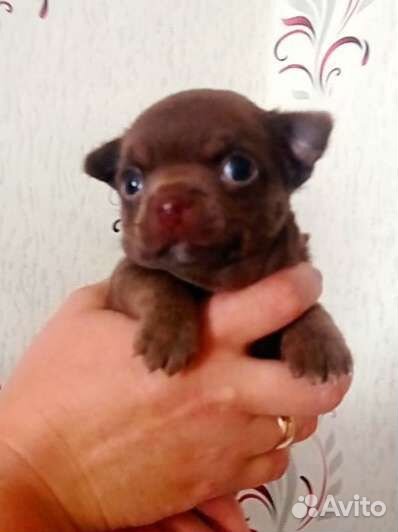 Щенки чихуахуа
