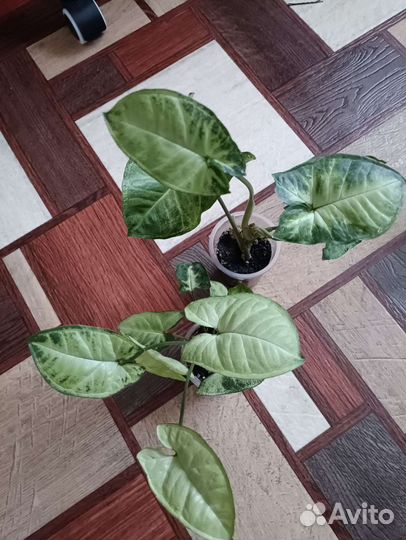 Сингониумы