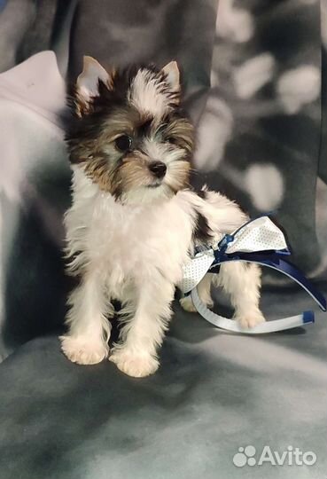 Бивер девочка