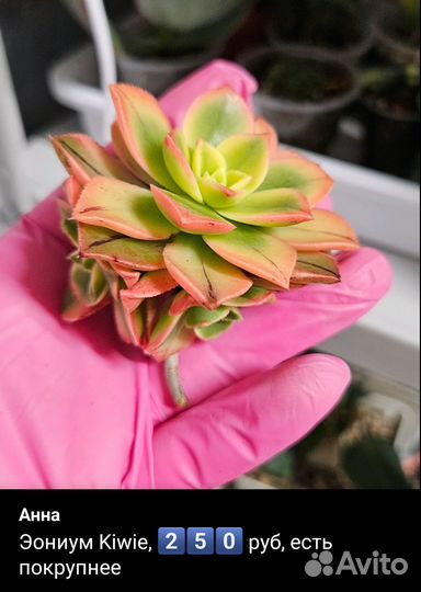 Эониумы aeonium