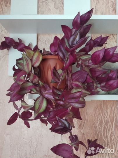 Традесканция Зебрина