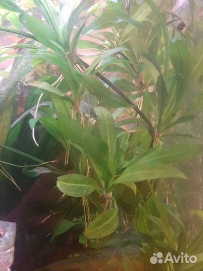 Эхинодорус амазонский