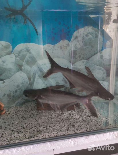 Продам аквариум с рыбами