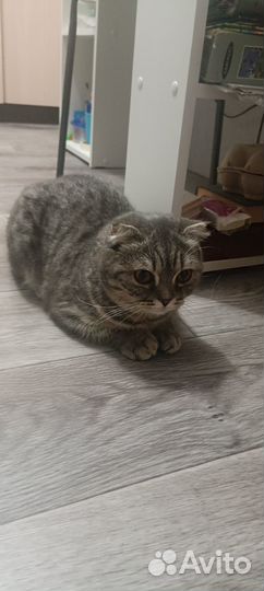 Вислоухая кошка