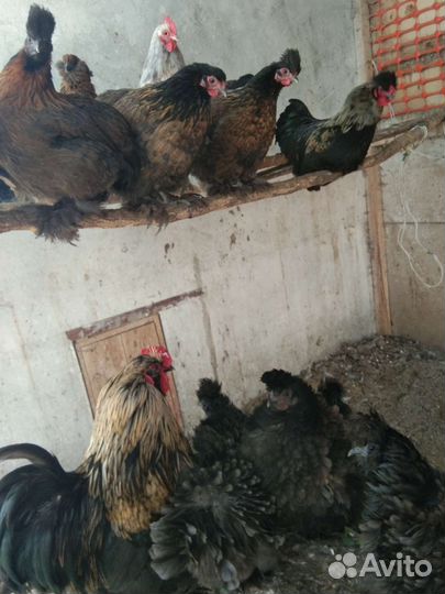 Попугайчики, амадины, декорашки