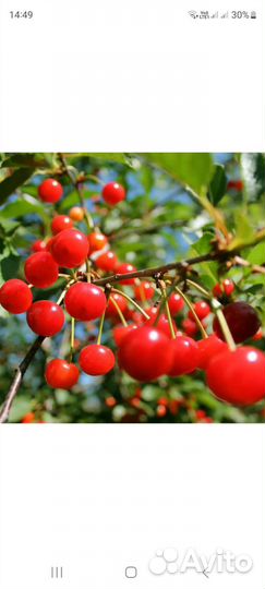 Саженцы вишни шпанка