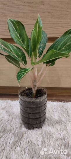 Аглаонема отросток