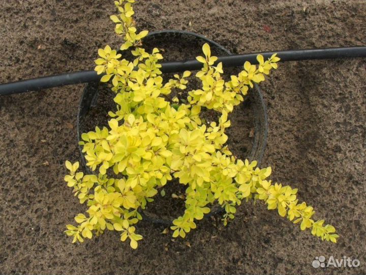 Барбарис Ауреа