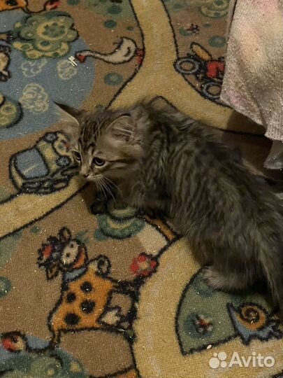 Котята мейн-кун