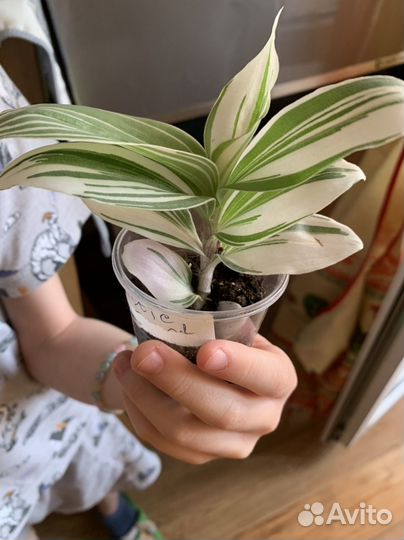 Традесканции, герань, сингониум