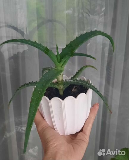 Алоэ древовидный 2 и 3 года