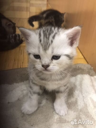 Шотландская