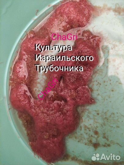 Культура трубочника разводимого(Израильский- Изя)
