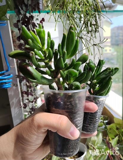 Много комнатных растений