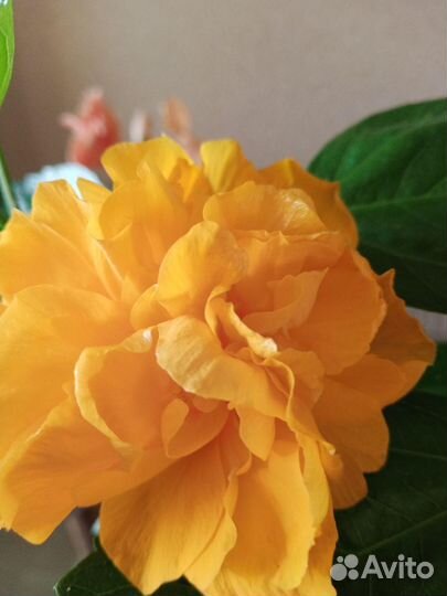 Фикус Лирата,гибискусы,калатеи