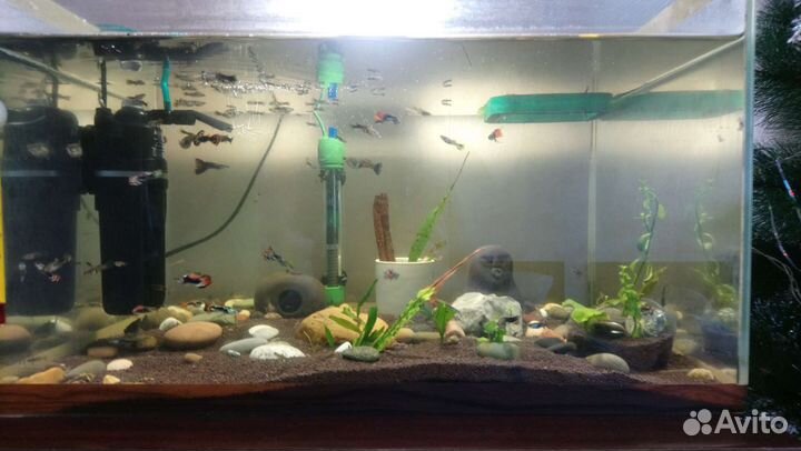 Сомы взрослые