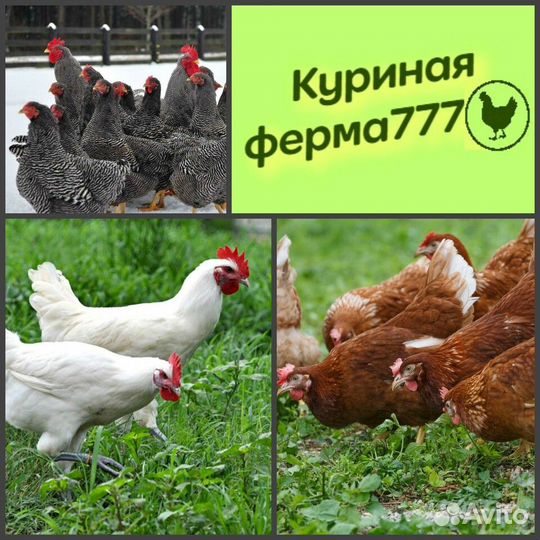 Куры Белые молодки