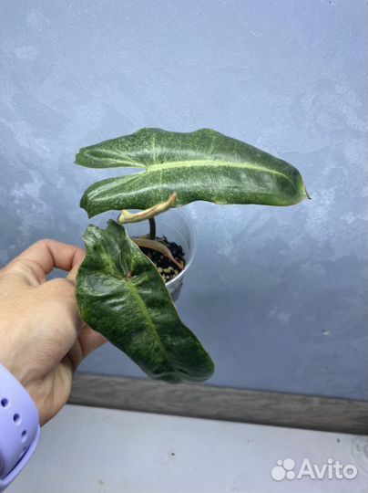 Филодендроны