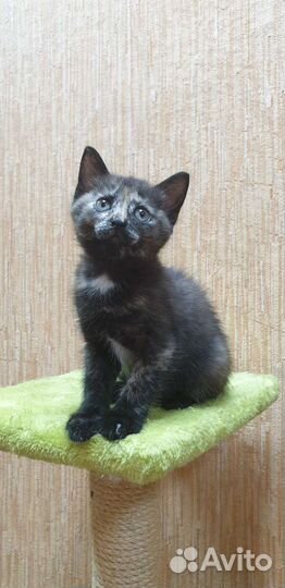 3-х цветный котенок