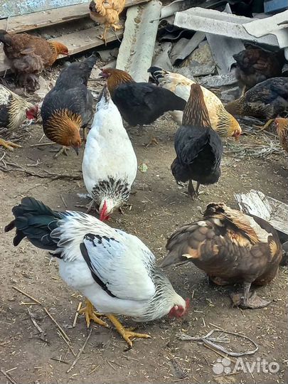 Куры и петушки Брама