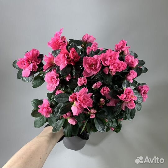 Азалия индика штамб d-12