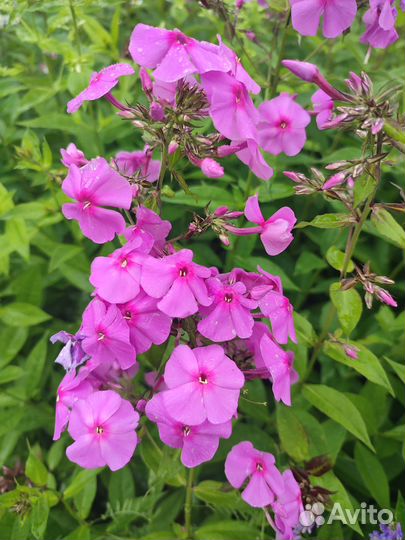 Флоксы, лилейники, астильба