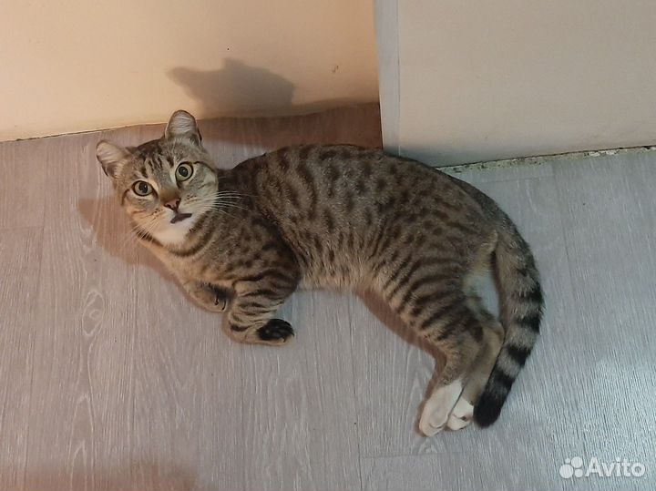 Отдам кота