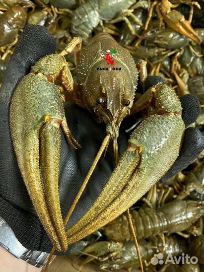 Раки живые и варёные волжские в розницу/оптом