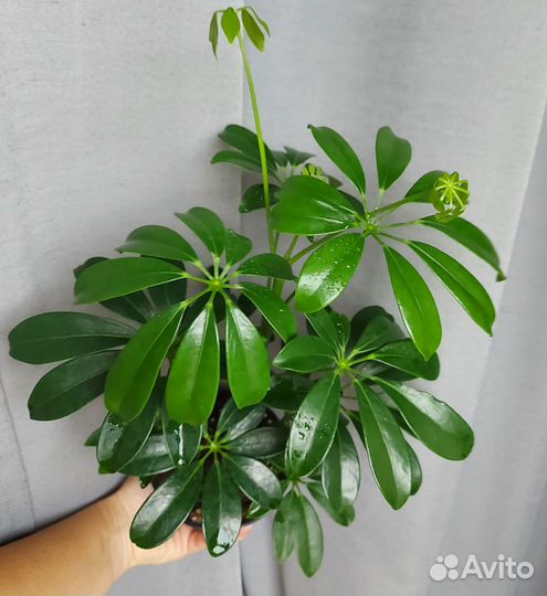 Комнатные растения Шеффлера