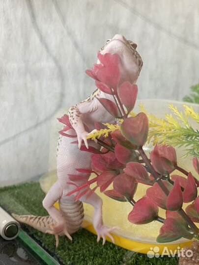 Геккон эублефар самец