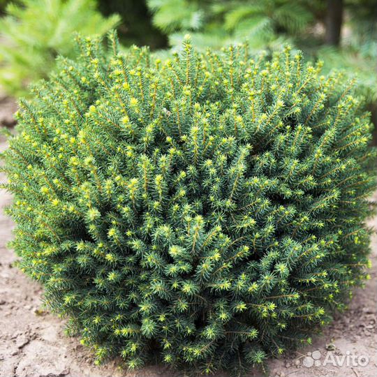 Ёли Шарообразные и Подушкообразные, зкс