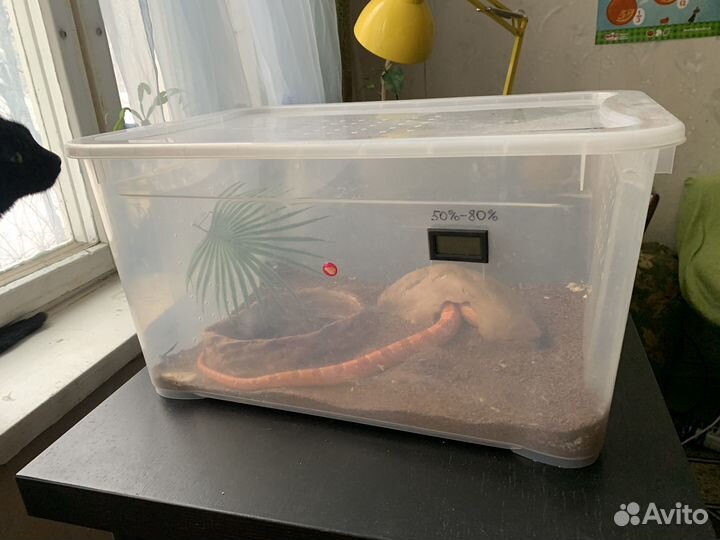 Змея маисовый полоз