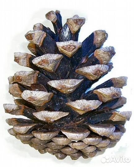 Шишки и каштаны