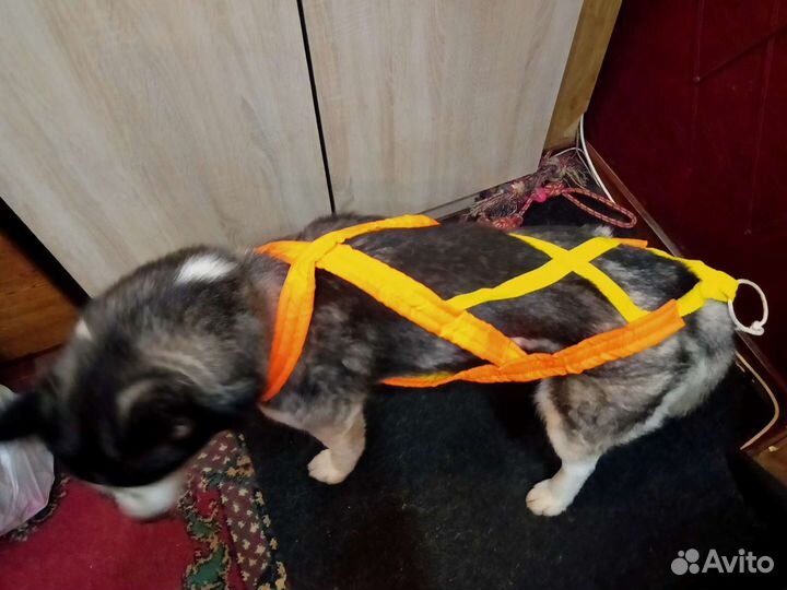 Шлейка ездовая