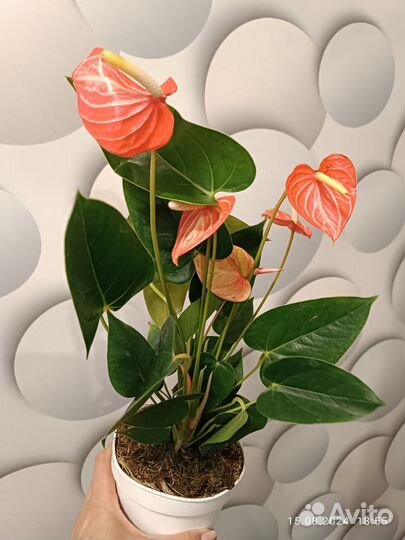 Антуриум Ливиум Оранж