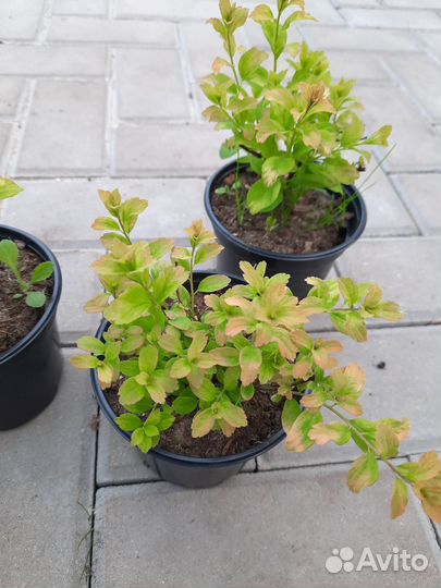 Спирея ниппонская 