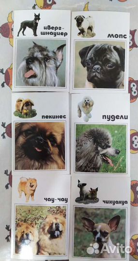 Комплект открыток Декоративные собаки. 1991 год