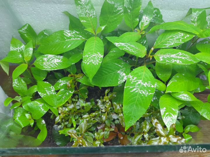 Растения для аквариума