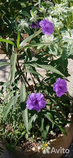 Руэллия Бриттона многолетник