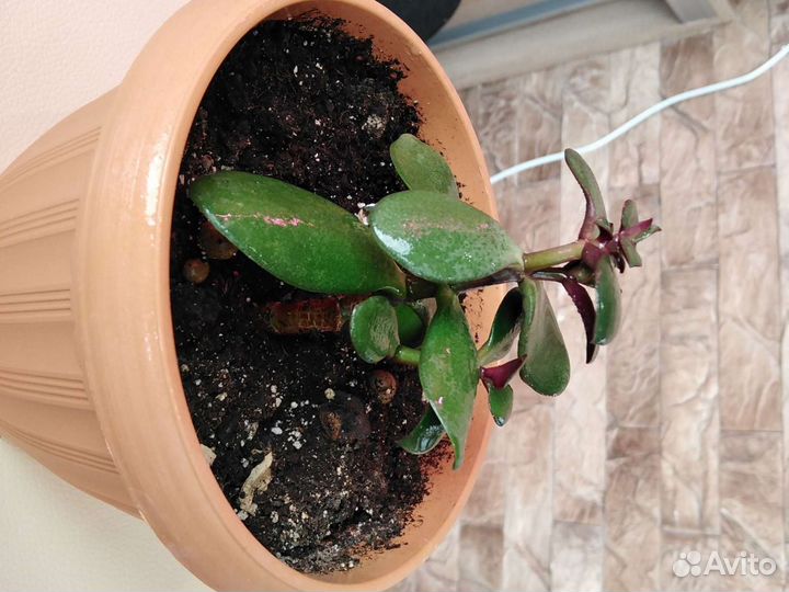 Денежное дерево