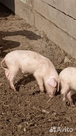 Поросенок ландрас + дюрокс