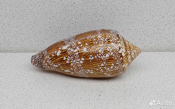 Конус Текстиль 10,21 морской сувенир подарок